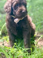 Gia F1bb, a female Goldendoodle for sale in Canon, GA – 9 of 9