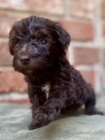 Graham F1bb, a male Goldendoodle for sale in Canon, GA – 5 of 5