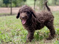 Joy chocolate, a female Goldendoodle for sale in Canon, GA – 2 of 8