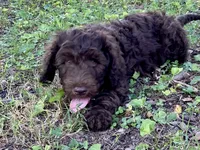 Graham F1bb, a male Goldendoodle for sale in Canon, GA – 10 of 10