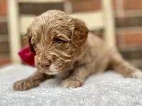 Hazel, a female Goldendoodle for sale in Canon, GA – 2 of 3