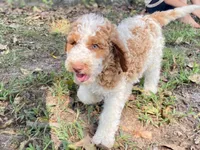 Kinsley , a female Goldendoodle for sale in Canon, GA – 8 of 9