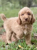 Jade, a female Goldendoodle for sale in Canon, GA – 9 of 9