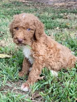 Knox, a male Goldendoodle for sale in Canon, GA – 6 of 8