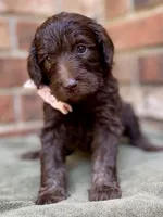 Gia F1bb, a female Goldendoodle for sale in Canon, GA – 5 of 9