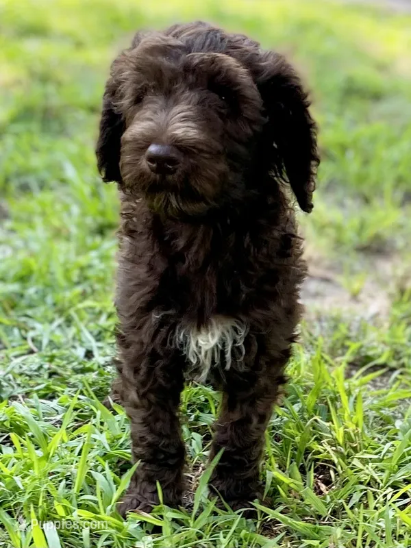 Graham F1bb – Goldendoodle puppy for sale in Canon, GA