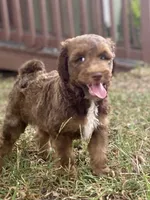 Isaac (sable), a male Goldendoodle for sale in Canon, GA – 3 of 9