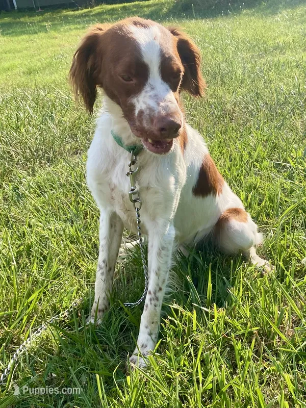 Buck – Brittany puppy for sale in Canon, GA