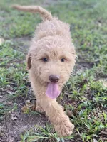 Ian, a male Goldendoodle for sale in Canon, GA – 10 of 10