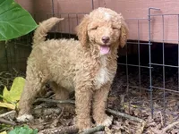 Jude, a male Goldendoodle for sale in Canon, GA – 5 of 7