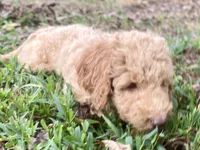 Jewel, a female Goldendoodle for sale in Canon, GA – 4 of 8