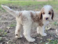 Kate, a female Goldendoodle for sale in Canon, GA – 7 of 7