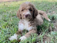 Kade (tuxedo), a male Goldendoodle for sale in Canon, GA – 3 of 10