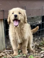 Lark, a female Goldendoodle for sale in Canon, GA – 2 of 8