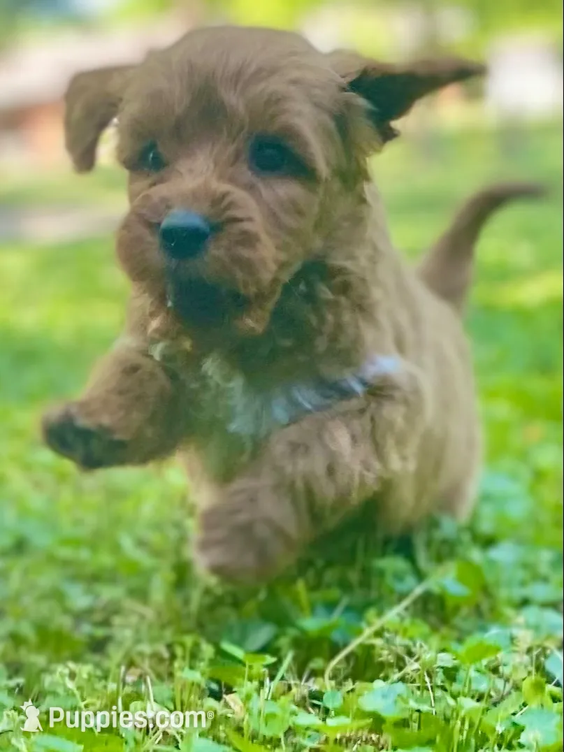 Ford, a male Goldendoodle for sale in Canon, GA – 3 of 9