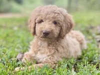 Jewel, a female Goldendoodle for sale in Canon, GA – 1 of 8