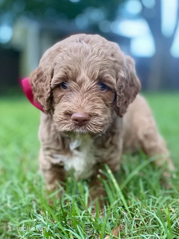 Hazel – Goldendoodle puppy for sale in Canon, GA