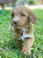 Finn, a male Goldendoodle for sale in Canon, GA – 5 of 8