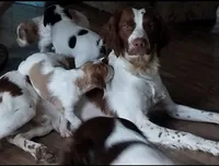 Buck, a male Brittany for sale in Canon, GA – 8 of 10