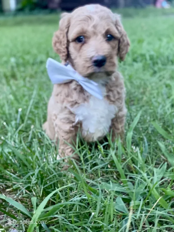 Hudson – Goldendoodle puppy for sale in Canon, GA