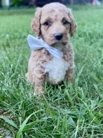 Hudson, a male Goldendoodle for sale in Canon, GA – 3 of 10