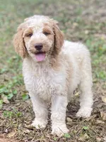 Jaxon, a male Goldendoodle for sale in Canon, GA – 8 of 8