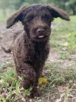 Jett chocolate, a male Goldendoodle for sale in Canon, GA – 6 of 10