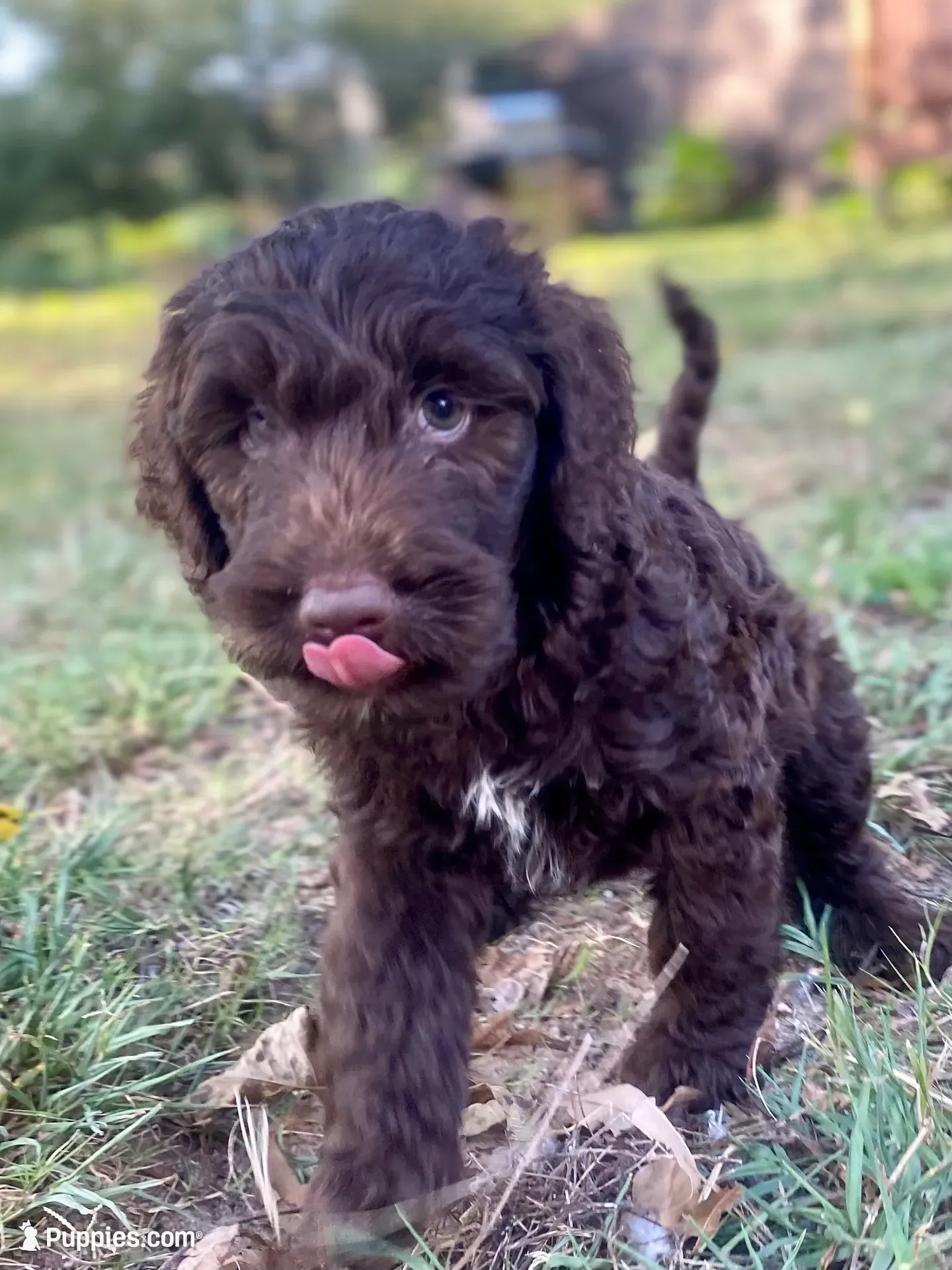 Indie (chocolate), a female Goldendoodle for sale in Canon, GA – 7 of 7