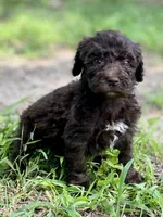 Graham F1bb, a male Goldendoodle for sale in Canon, GA – 2 of 5