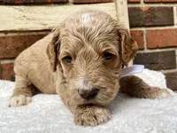 Hudson, a male Goldendoodle for sale in Canon, GA – 3 of 3