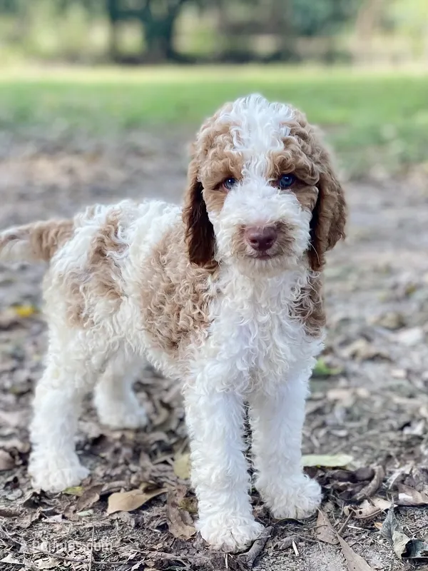 Kinsley  – Goldendoodle puppy for sale in Canon, GA