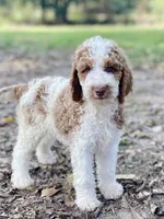 Kinsley , a female Goldendoodle for sale in Canon, GA – 1 of 9