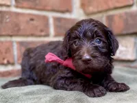 Gemma f1bb, a female Goldendoodle for sale in Canon, GA – 8 of 8