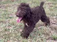 Gemma f1bb, a female Goldendoodle for sale in Canon, GA – 10 of 10