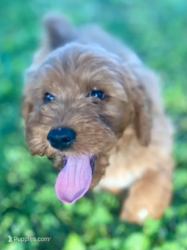 Ford – Goldendoodle puppy for sale in Canon, GA