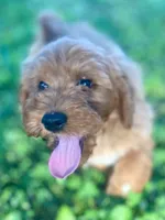 Ford, a male Goldendoodle for sale in Canon, GA – 1 of 10