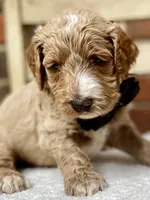 Harrison, a male Goldendoodle for sale in Canon, GA – 1 of 3