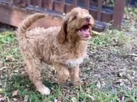 Ivy, a female Goldendoodle for sale in Canon, GA – 3 of 8