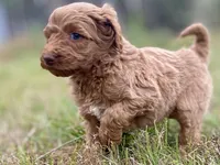 Faye, a female Goldendoodle for sale in Canon, GA – Photo 6 of 7