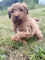 Faye, a female Goldendoodle for sale in Canon, GA – Photo 7 of 7