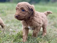 Faye, a female Goldendoodle for sale in Canon, GA – Photo 4 of 7