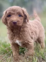 Faye, a female Goldendoodle for sale in Canon, GA – Photo 1 of 7
