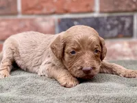 Faye, a female Goldendoodle for sale in Canon, GA – Photo 5 of 7