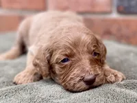 Faye, a female Goldendoodle for sale in Canon, GA – Photo 2 of 7