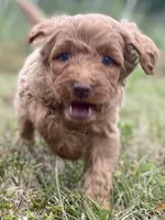 Faye, a female Goldendoodle for sale in Canon, GA – Photo 3 of 7