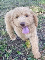 Ian, a male Goldendoodle for sale in Canon, GA – 7 of 10