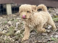 Logan, a male Goldendoodle for sale in Canon, GA – 5 of 9