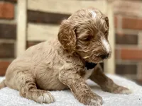 Harrison, a male Goldendoodle for sale in Canon, GA – 3 of 3