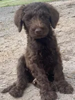 Jett chocolate, a male Goldendoodle for sale in Canon, GA – 5 of 10