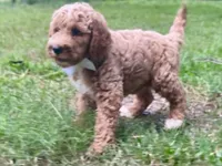 Hudson, a male Goldendoodle for sale in Canon, GA – 8 of 10